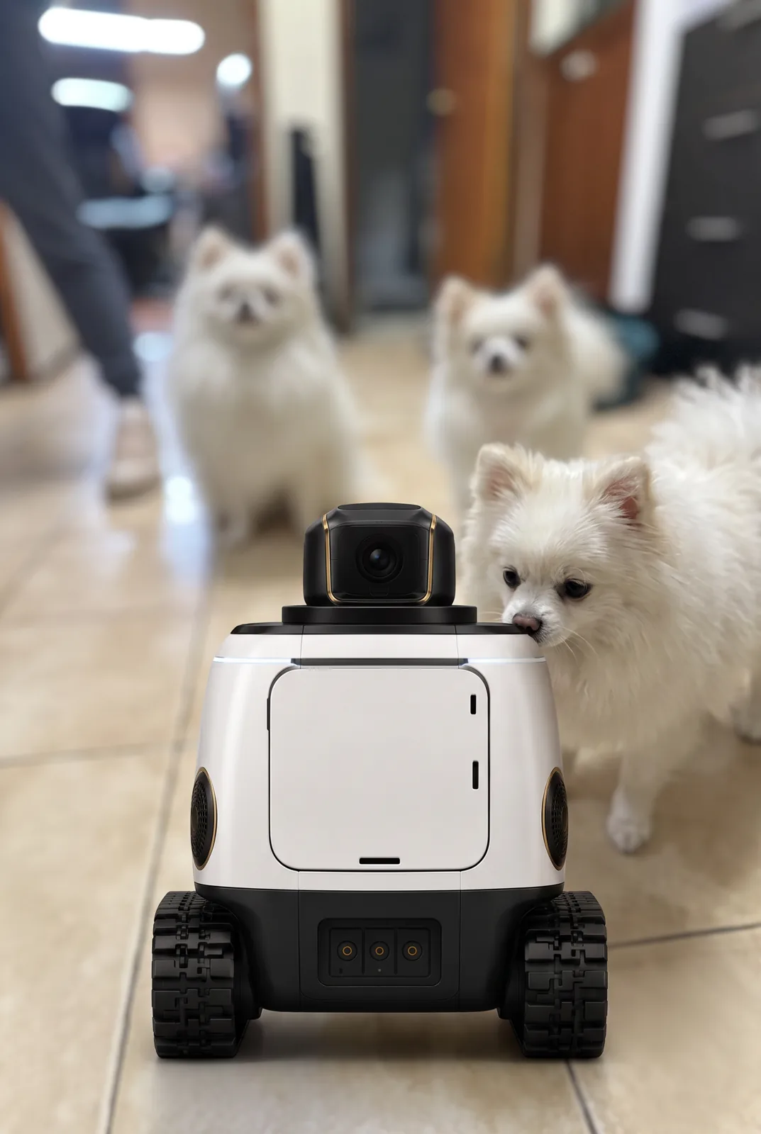 WIM-Z rolling down a hallway at home while three Pomeranians follow it, one leaning in to sniff the robot